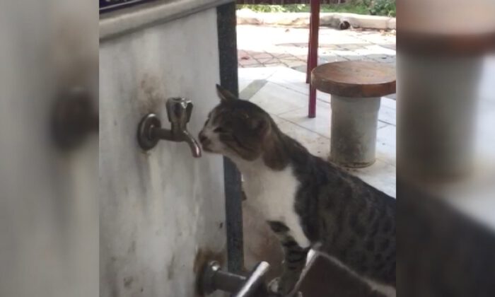 Sıcaktan bunalan kediler çeşmelere koştu