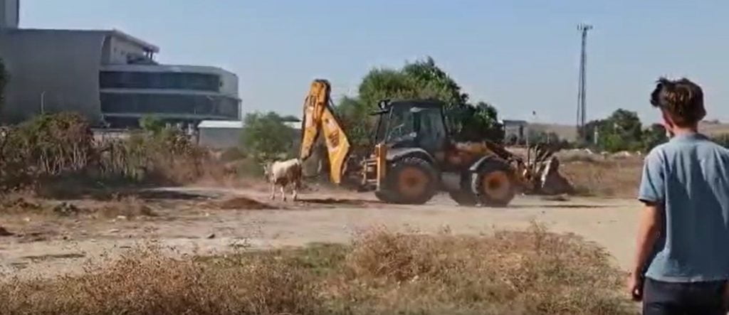 Bursa’da kurbanlık danayı böyle kovaladılar