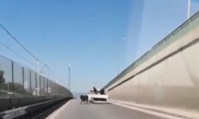 Bursa’da kaçan danalar ortalığı bir birine kattı