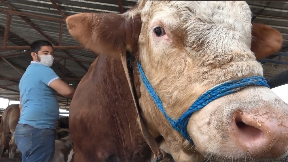 Bursa’da otomobil fiyatına kurbanlık