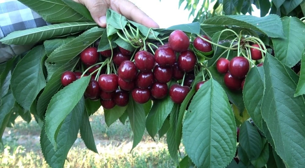 Uluborlu kiraz hasatında tarihi rekor kırdı