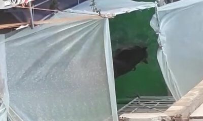 Karadeniz gazının hatırlattıkları