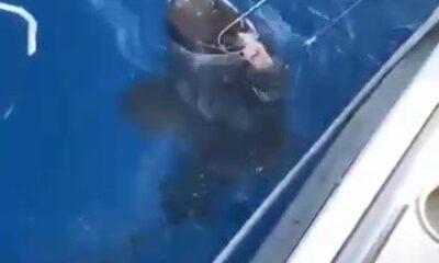 Oltalarına köpek balığı takıldı