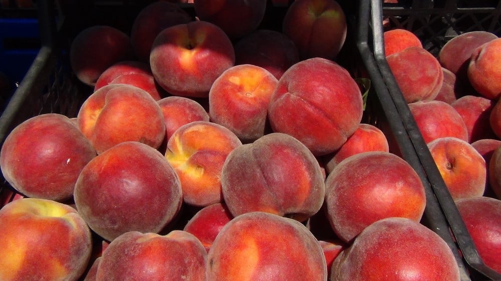 Avrupa şeftaliye hasta