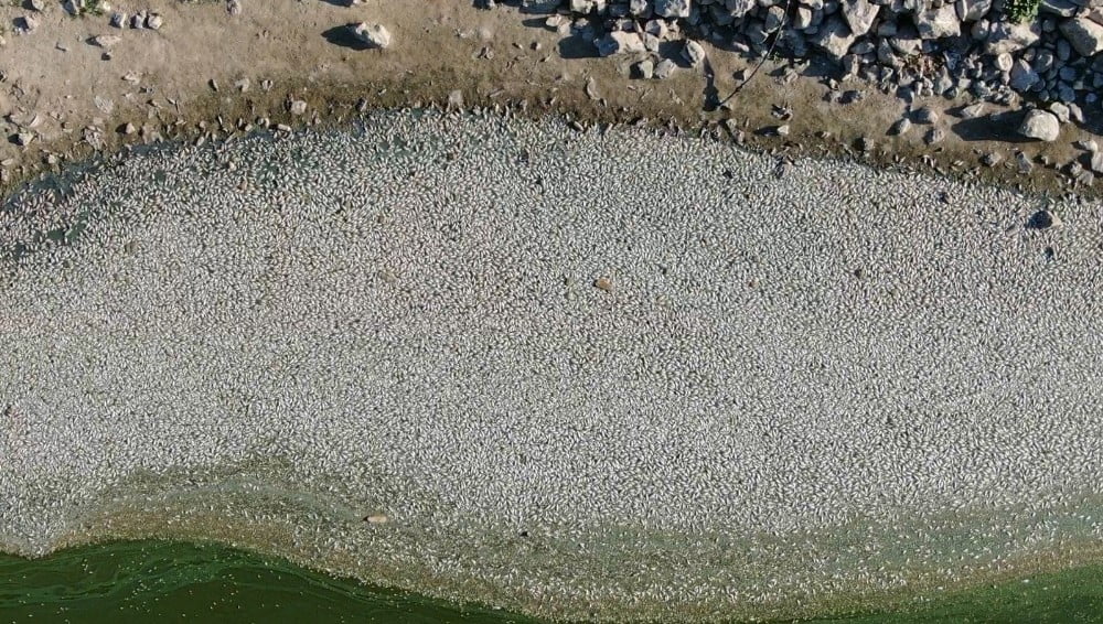 Bursa’da çevre felaketi büyüdü…Su iyice azaldı balık ölümleri katlandı