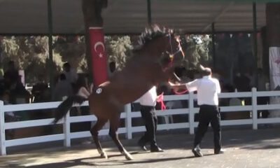 Kanlar içinde kaldı