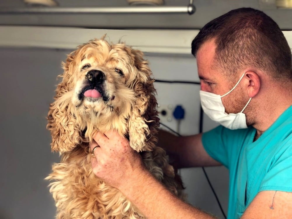 Kapı kapı gezerek hayvanları tıraş ediyor