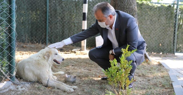 Tedavi altına alınan kanserli köpeğe Başkan Aktaş şefkati