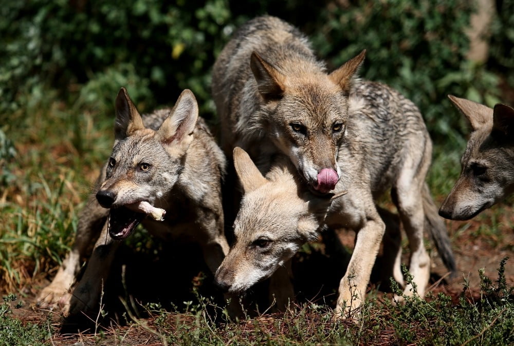 Bursa’da 4 yavru kurt anne sütünden kesilerek beslenmeye başladı