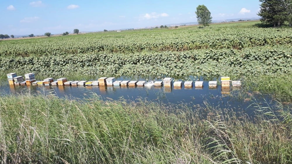 Hasat etmeye hazırlanan ballar ziyan oldu