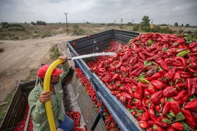 Milletvekili Esgin’den kapya biber üreticisine Türk Şeker müjdesi