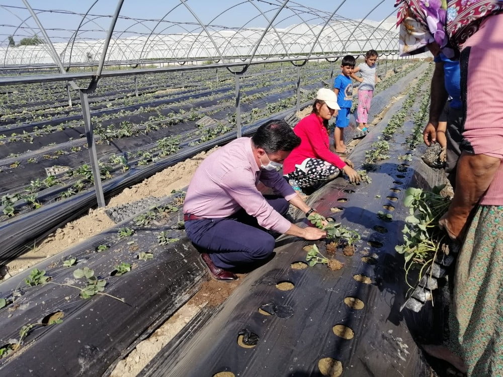 Aksu’da çilek fideleri toprakla buluştu