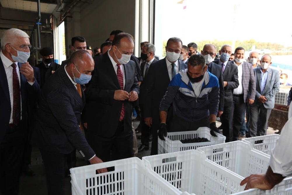 Bursa’da zeytin hasadı protokolün katılımı ile başladı