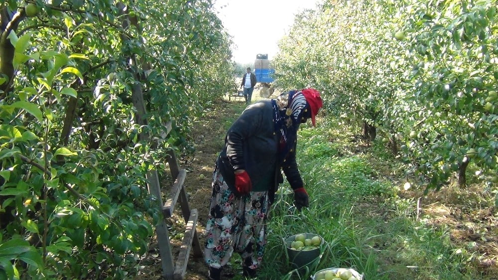 Deveci armudu dalında 3 liraya alıcı buluyor