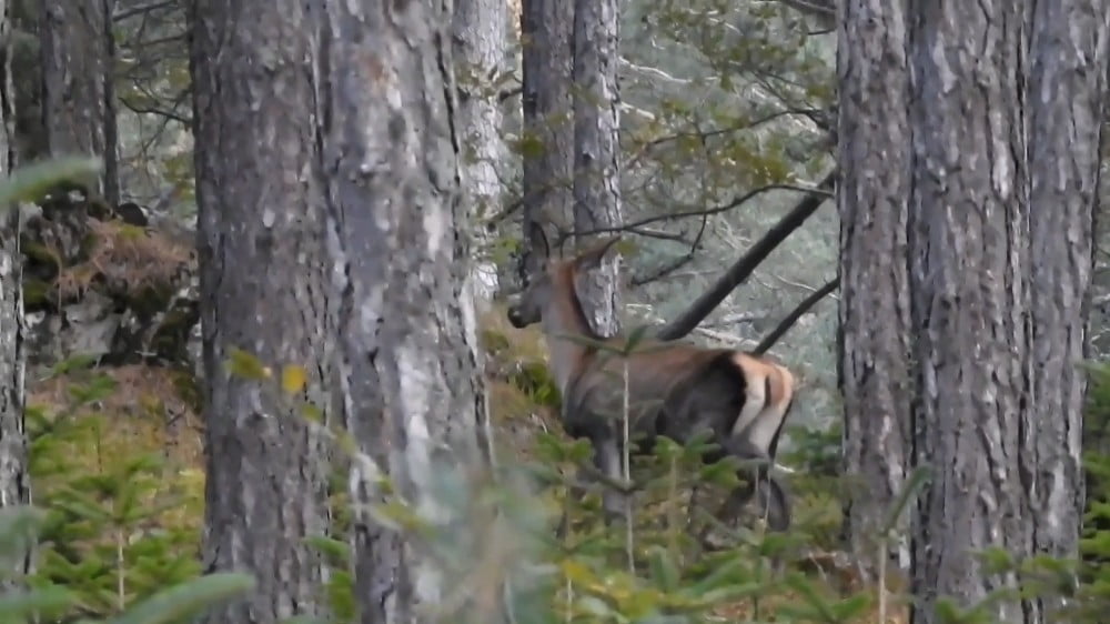 Bursa’da belgesellik görüntüler