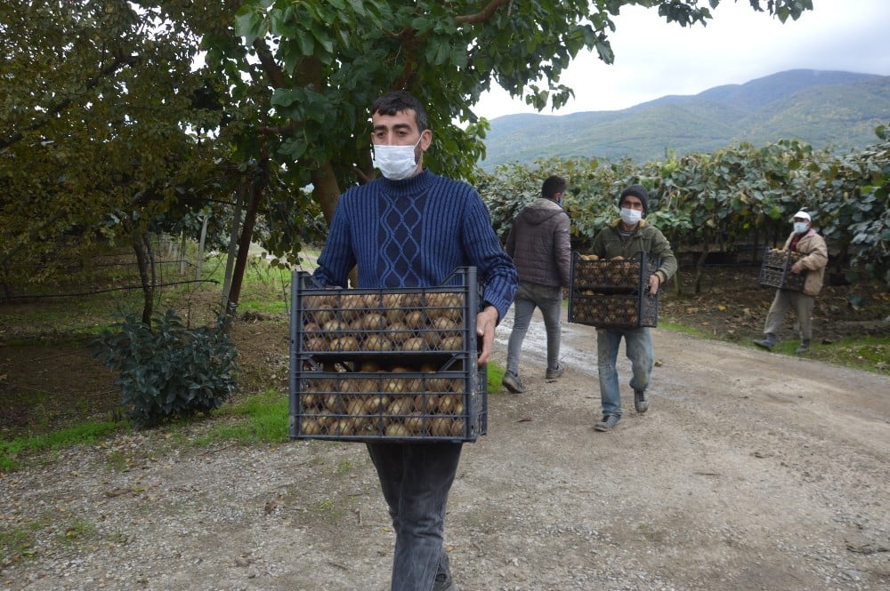 Kivinin ekonomiye katkısı her geçen yıl artıyor