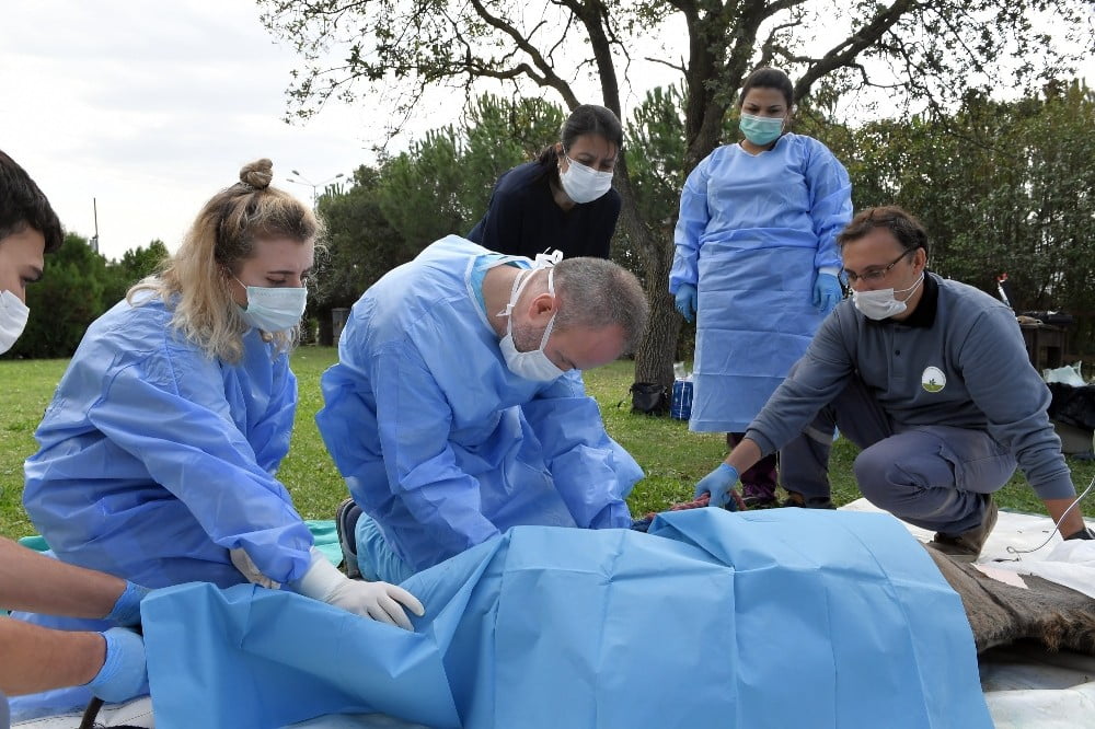 Yaralı eşekler sağlığına kavuştu