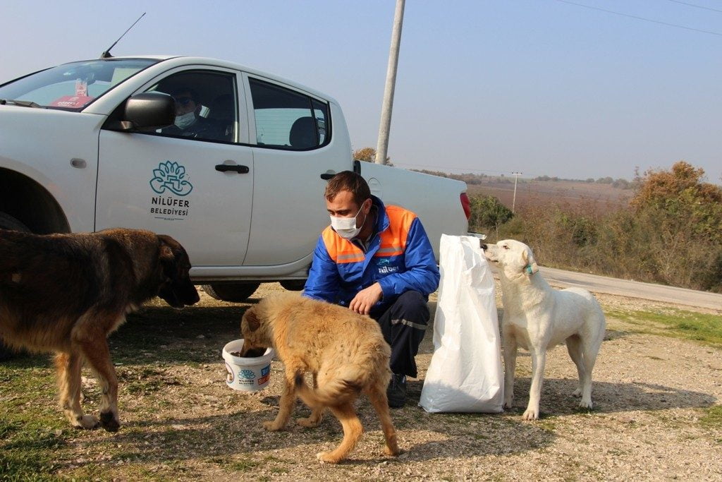 Sokak hayvanları yalnız değil