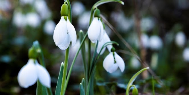 Bu çiçeği koparmanın cezası 80 bin 465 lira