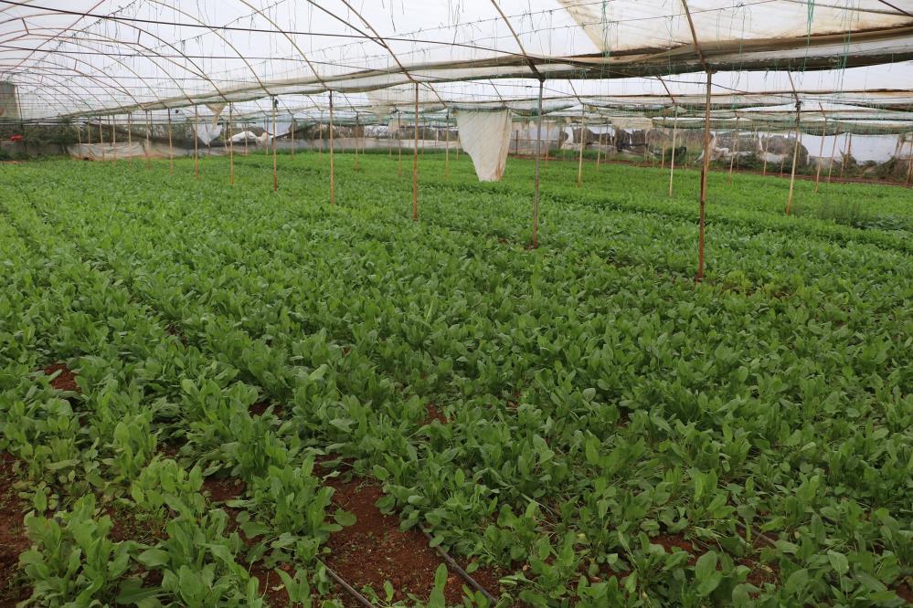 Fazla üretim, yeşillik fiyatlarını düşürdü