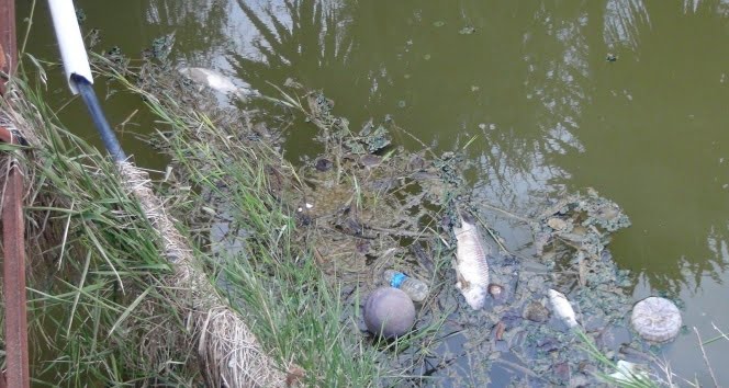 Balık ölümleri endişelendiriyor