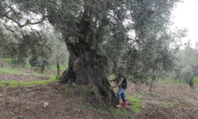 Bin 500 yıllık zeytin ağacı şifa dağıtıyor