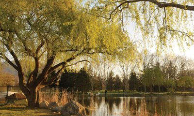Botanik Park’ta düzenleme yapılıyor