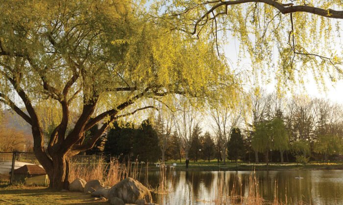 Botanik Park’ta düzenleme yapılıyor