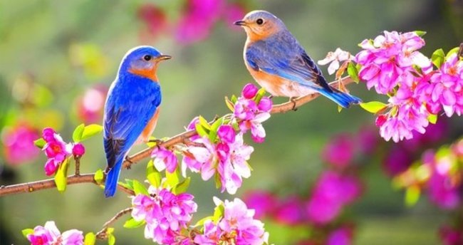 İlk cemre 19-20 Şubat’ta havaya düşecek