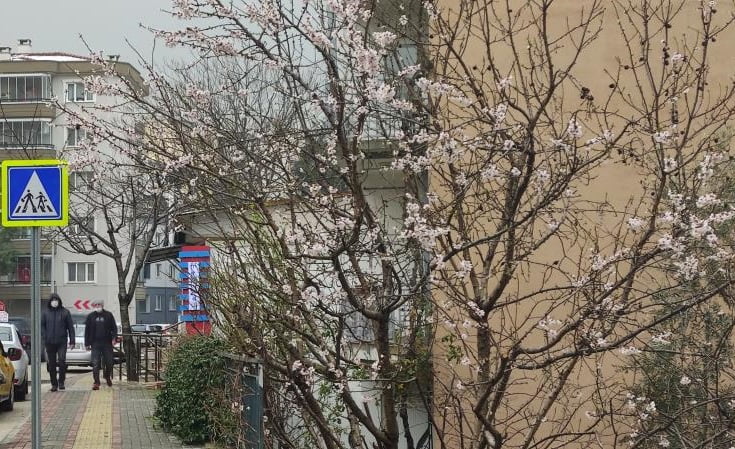Bursa’da ağaçlar çiçek açtı