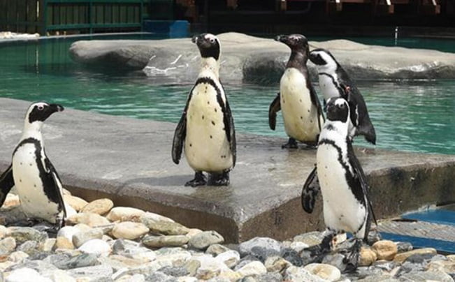 Hayvanat Bahçesi ziyarete kapandı