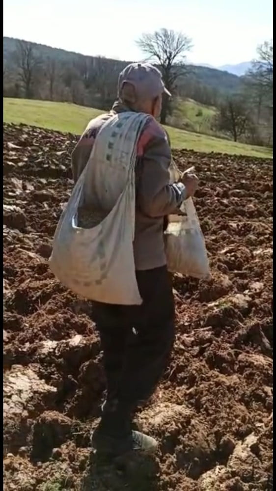 İhtiyar delikanlı traktör kullanmadan çiftçilik yapıyor