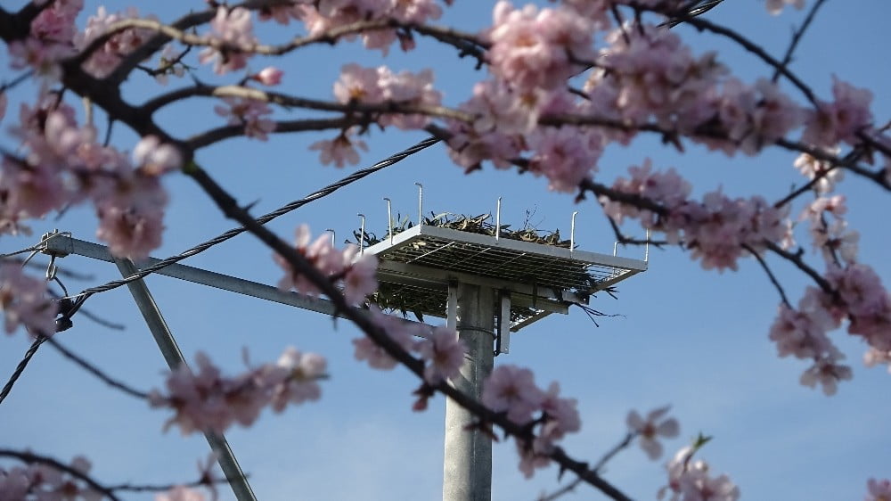 Leylek köyünde büyük seferberlik…Tüm yuvalar yenilendi
