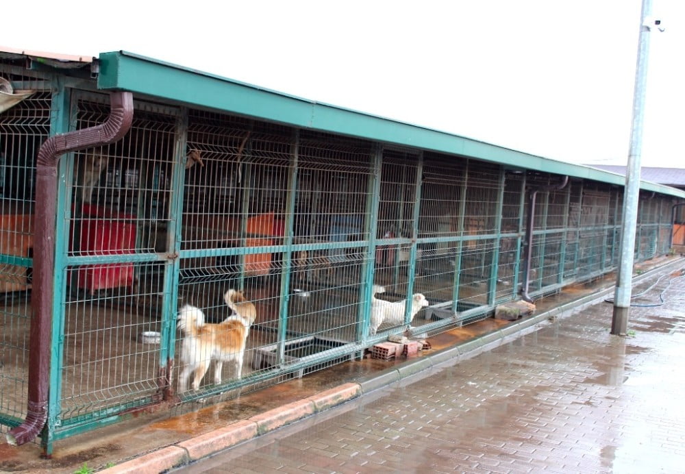 Özhan gönüllüleri sokak hayvanlarını unutmadı