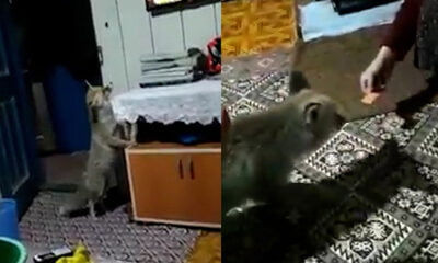 Aç kalan tilkiler evlere dadandı