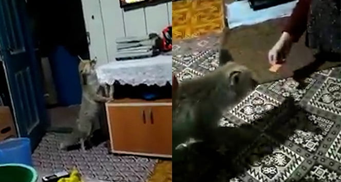 Aç kalan tilkiler evlere dadandı