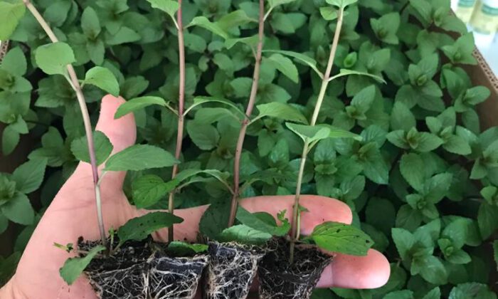 Aromatik fide üretiminde Bursa merkez oldu