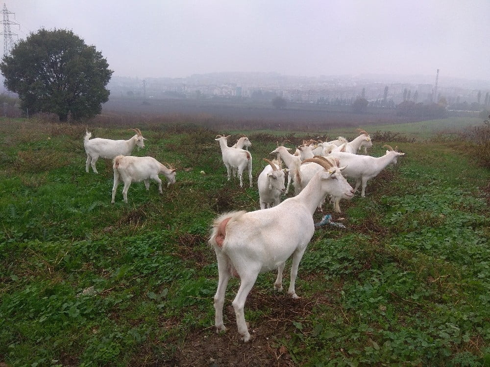 Üniversitenin organik ürünleri büyük ilgi görüyor