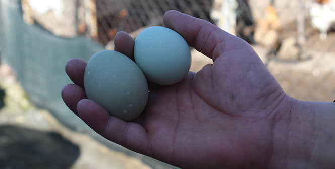 Şaşkınlık uyandıran mavi ve yeşil renkli yumurtalar