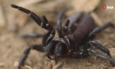 Ölümcül ‘örümcek istilası’ paniği