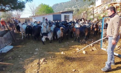 Kaçan keçilerini drone ile arayıp buluyor
