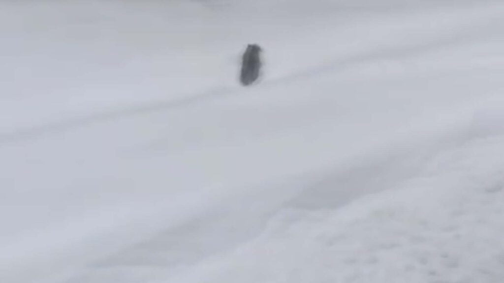 Yol ortasında koştu görenleri gülümsetti