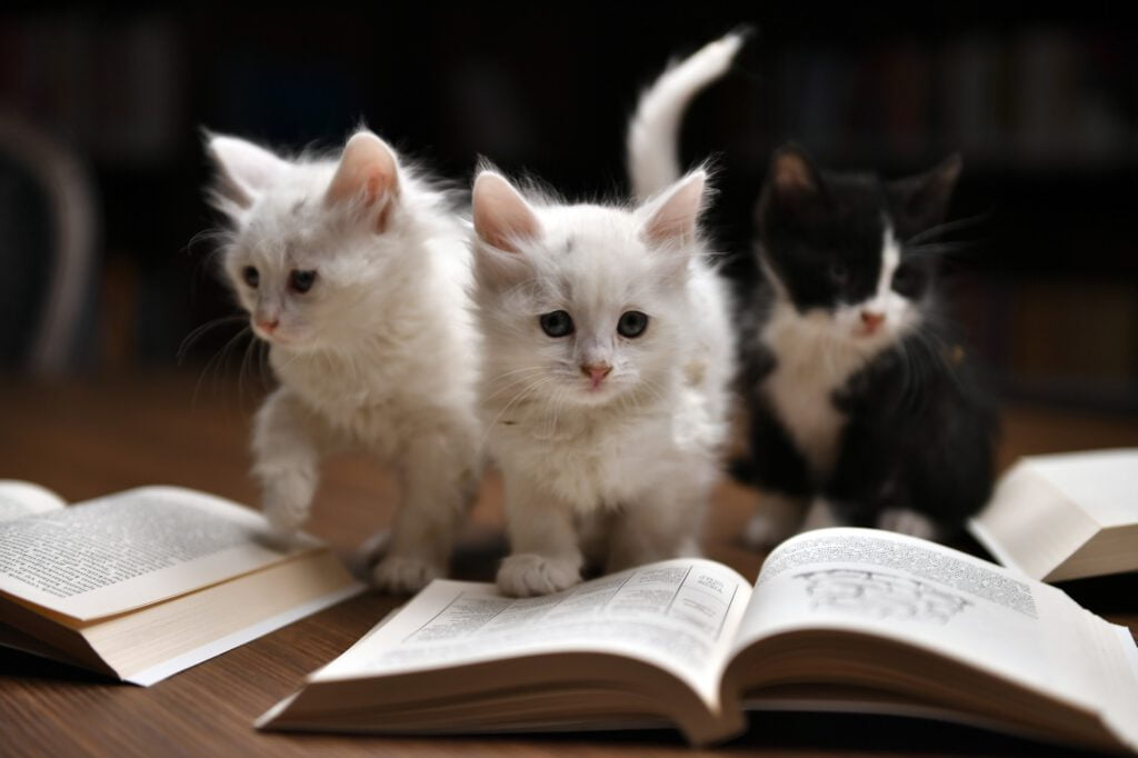 Kedili Tekke’nin maskotları 