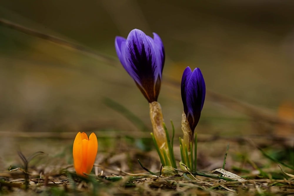 Bursada Baharın Müjdeci̇si̇ Kardelenler Çi̇çek Açtı