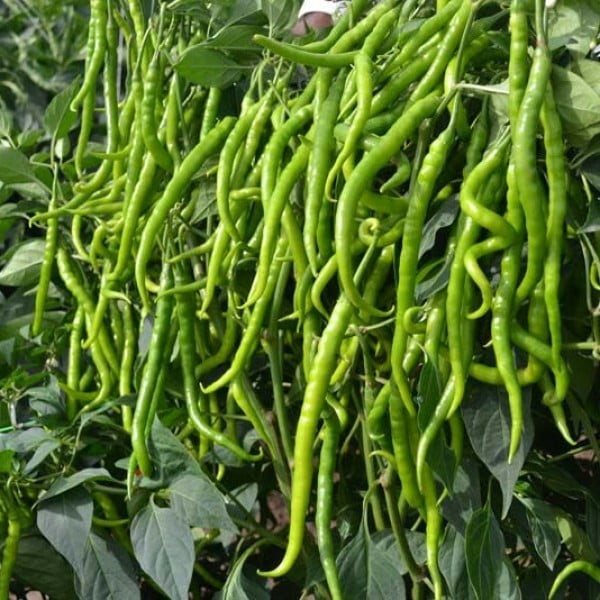 SON ŞAMPİYON BİBER: KİLO 30TL