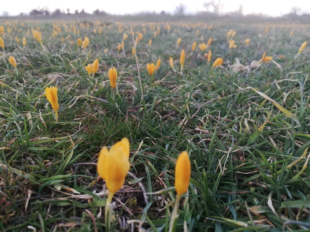 Keleste Yaylalar Çi̇çek Açtı