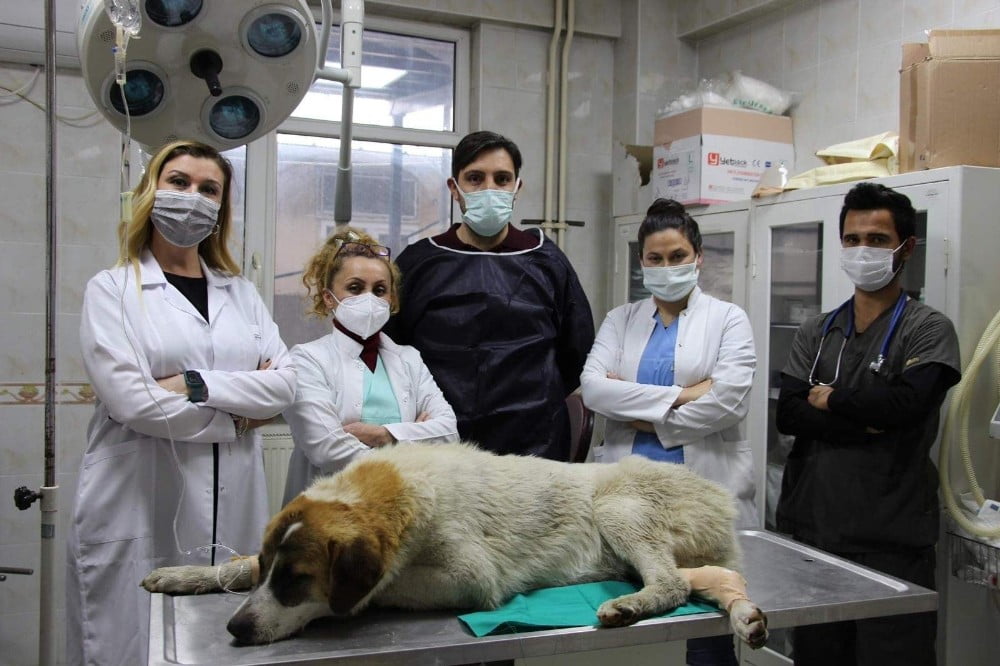 YARALI KÖPEĞİ EKİPLER KURTARDI