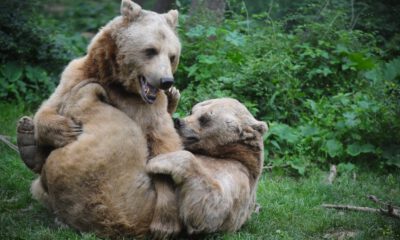 Türki̇yeni̇n Tek Ayı Barınağında Dünya Yaban Hayatı Günü Kutlandı