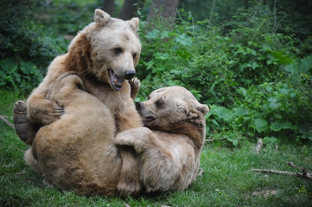 Türki̇yeni̇n Tek Ayı Barınağında Dünya Yaban Hayatı Günü Kutlandı