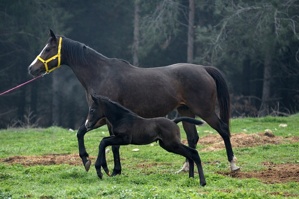 Üni̇versi̇tede doğan tay içi̇n bi̇r yıl önceden sıraya gi̇rdi̇ler
